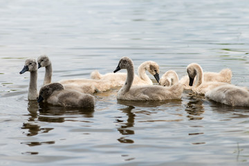 swan and cygnets first time in the water