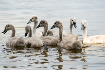 swan and cygnets first time in the water