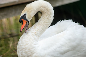 Fototapeta premium swan and cygnets first time in the water