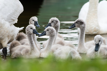Fototapeta premium swan and cygnets first time in the water