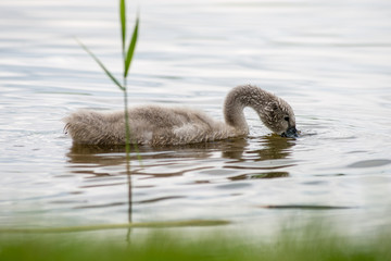 swan and cygnets first time in the water