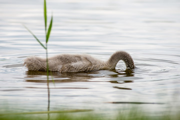 swan and cygnets first time in the water