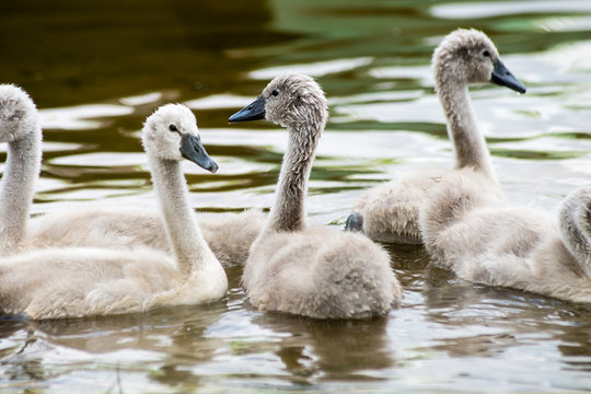 swan and cygnets first time in the water