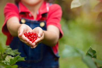 Adorable little boy, holding red currants in a garden