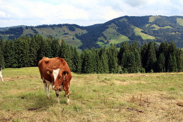 Fototapeta na wymiar die Kuh auf der Alm