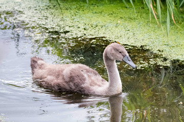 Cygnet swanling on water. Mute Swan
