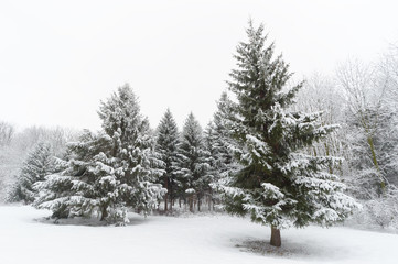 Winter trees in park covered with snow