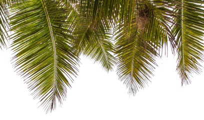 palmes de cocotier sur fond blanc 