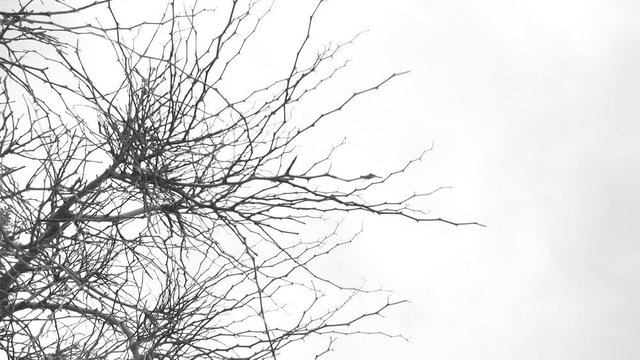 Dried trees in a dried, abandoned, wild land with almost no human presence.