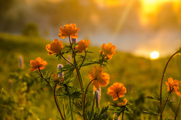 thick morning fog in the summer forest