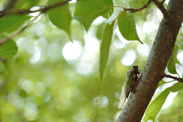セミ　木洩れ日
