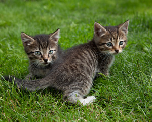 Two brown cute kittens playing outside in a green grass
