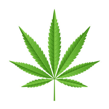 Vector leaf of marijuana