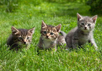 Three young cute kittens standing in the grass 