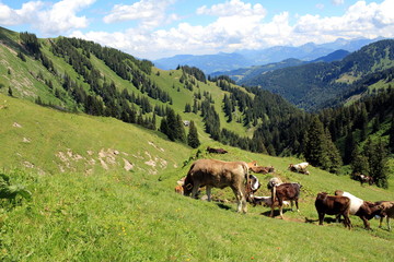 Bergwiese mit weidenden Kühen und Berggipfeln im Hintergrund