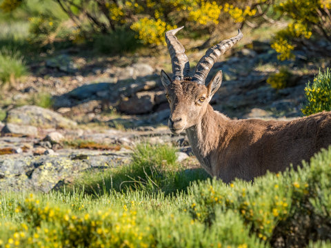 Alpine ibex (Capra pyrenaica) on the mountain in a colorful spring