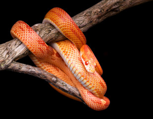  Corn snake