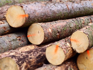 Mit roter Farbe markierte gerodete Fichtenb&auml;ume 