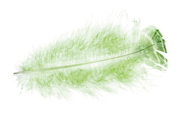 feather with down and dark green stripe