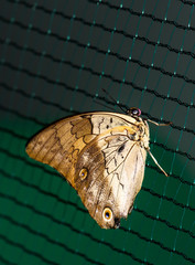 Close up photo of big brown butterfly stand on a grid.