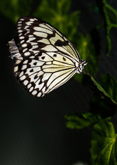 Close up photo of big brown butterfly with white dots on yellow with black wings stand on a grid.