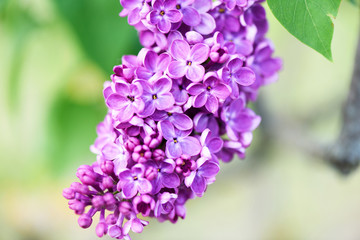 Obraz premium Macro image of spring lilac flower over soft abstract green background, shallow focus
