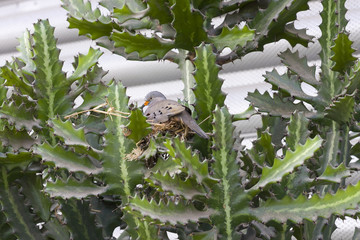 croaking ground dove Columbina cruziana made nest on cactus