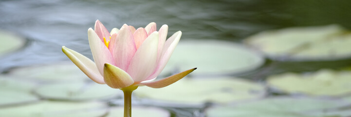 Seerose