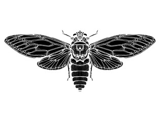 Beetle deer. Horned Beetle. Big. Insect. Set. Line art. Black and white drawing by hand. Graphic arts. Doodle. Tattoo. Lucanus cervus.