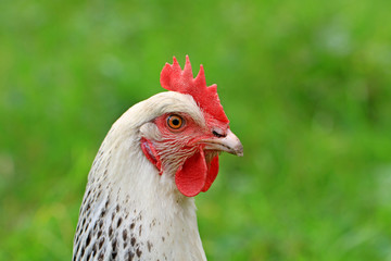 Hahn auf einem Allgäuer Bauernhof