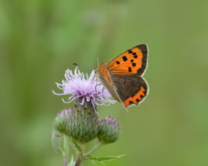 Small copper butterfly or Lycaena Phlaeas on thistle flower