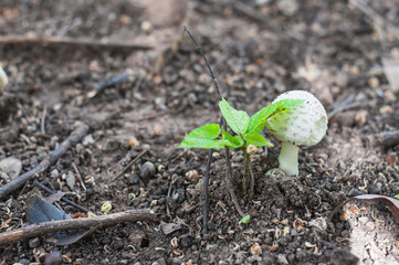 Mushroom poisoning in forest.(Selective focus.)