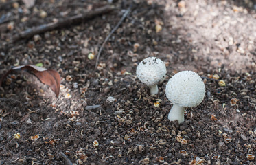 Mushroom poisoning in forest.(Selective focus.)