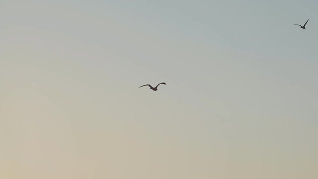 Seagull flying in the sky, Slow Motion