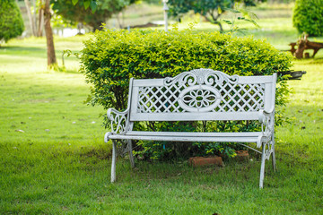 bench in the garden with lawn.