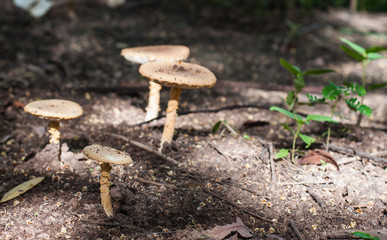 Mushroom poisoning in forest.(Selective focus.)