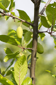 Green fruit plums on the tree.