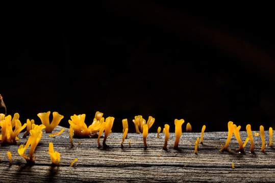Close up of yellow mushrooms on stumps.(Dacryopinax Spathularia)