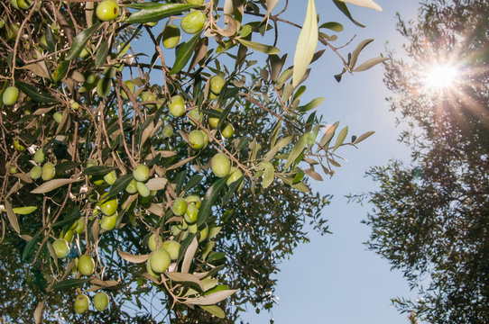 Close-up view of some olives in a tree while the sun shines through some branches