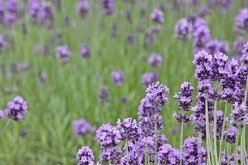 Naklejka premium 富良野ラベンダー