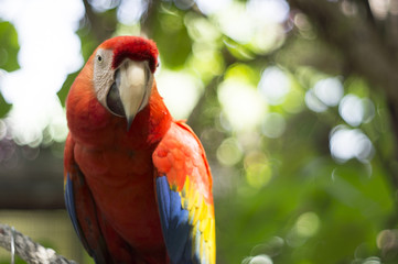 macaw parrot red tree jungle exotic wildlife