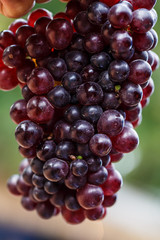 Purple grapes close up
