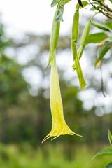 Large pastel yellow trumpet flowers of Datura