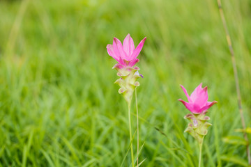 Beautiful soft pink white flower ( Zingiberaceae )