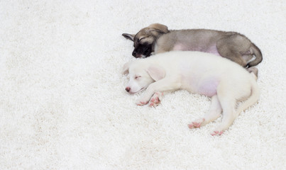 Puppy sleeping