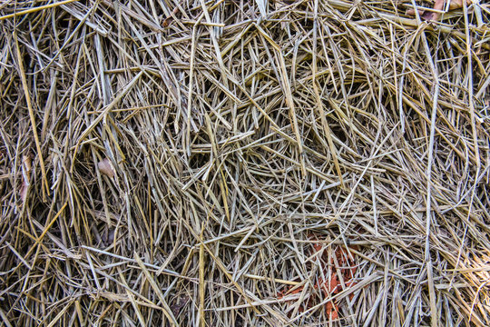 Rice straw texture.