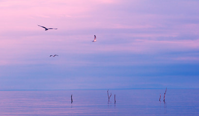 Obraz premium birds flying over a lake at sunset
