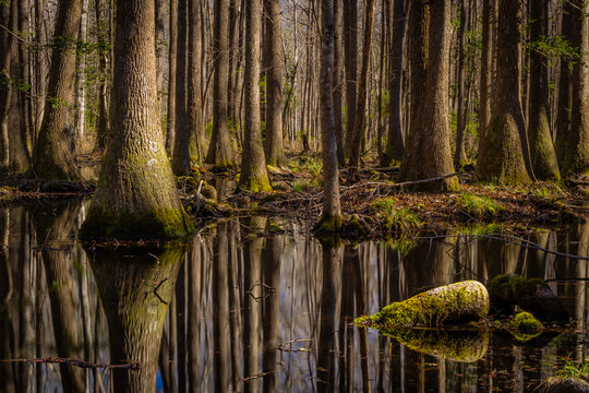 "Swamp Thing"  January morning in Green Pond, South Carolina. Could not help but feel that this scene has remained unchanged for a hundred years