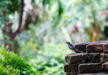 bird oriental magpie robin on the brick