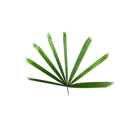 Green leaf of palm tree background